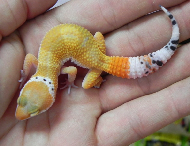 fancy leopard gecko care fancy leopard gecko care