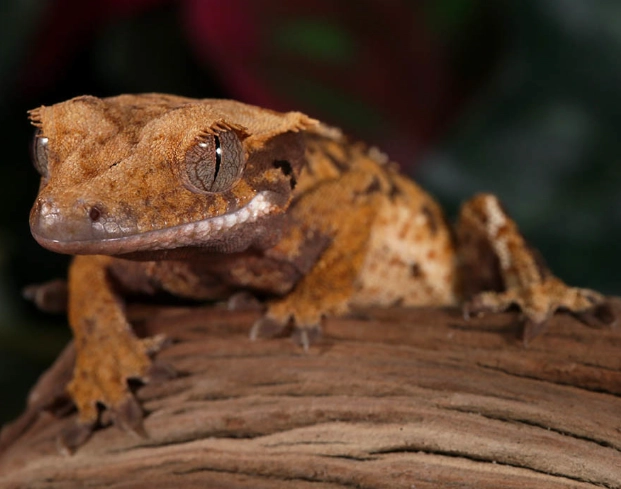 crested gecko morphs crested gecko morphs