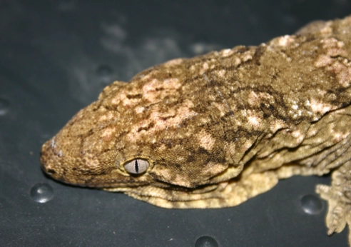 leachianus gecko for sale leachianus gecko for sale