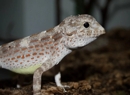 scorpion tailed gecko for sale