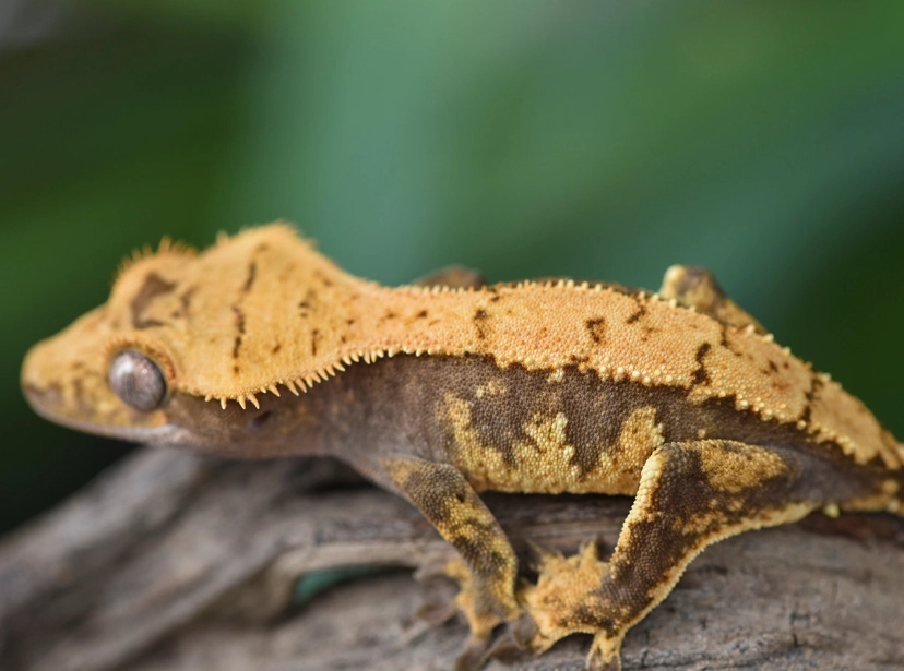 crested gecko morphs crested gecko morphs