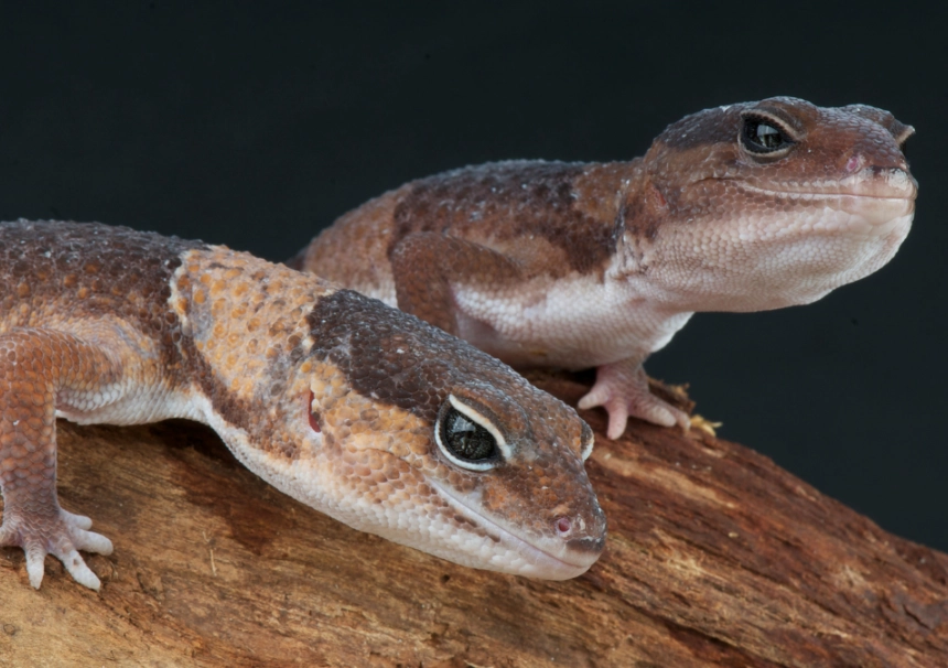 african fat-tailed gecko care