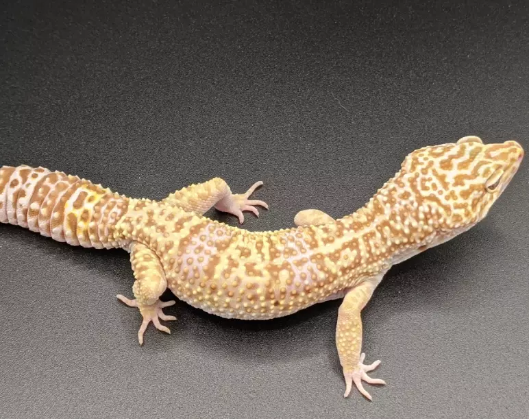albino leopard gecko care