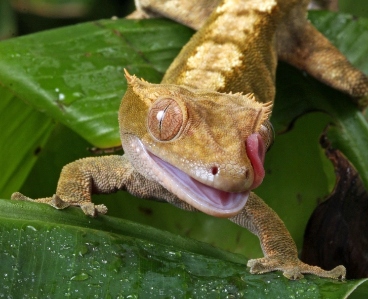 crested gecko care