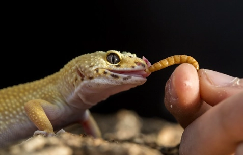 what do leopard geckos eat