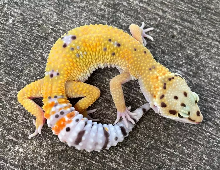 fancy leopard gecko care fancy leopard gecko care
