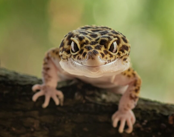 leopard gecko habitat
