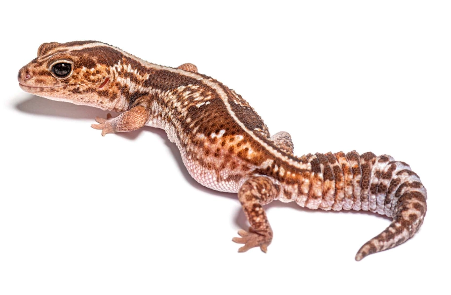 african fat-tailed gecko care
