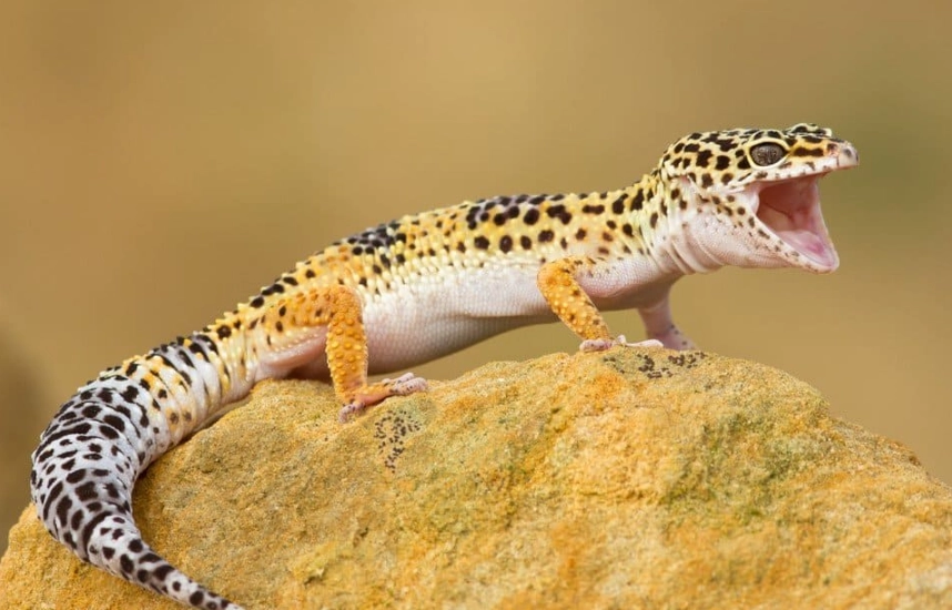 leopard gecko habitat