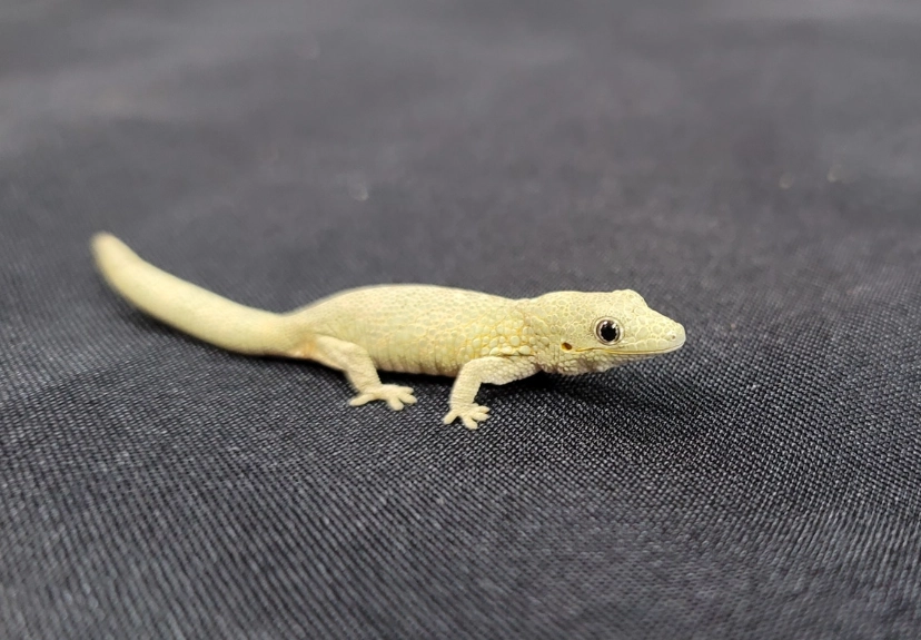 eurydactylodes care guide