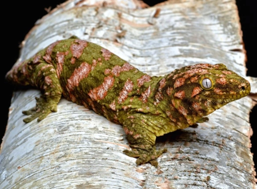 leachianus gecko for sale leachianus gecko for sale