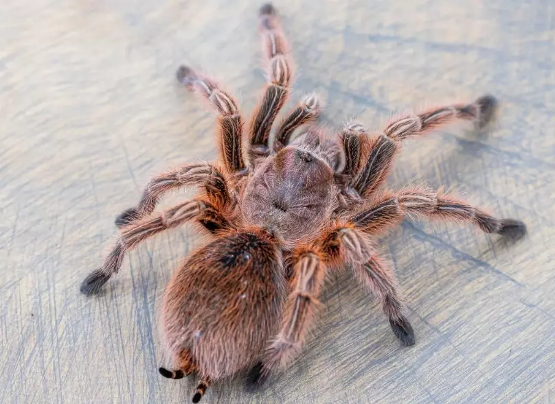 tarantula species tarantula species