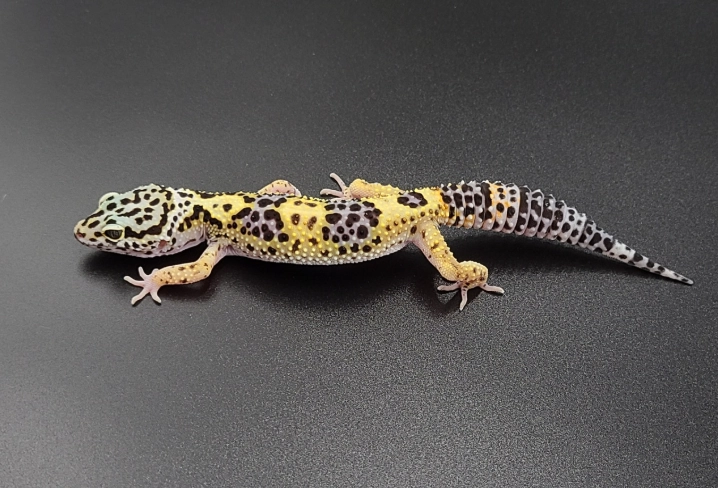 leopard gecko morphs leopard gecko morphs