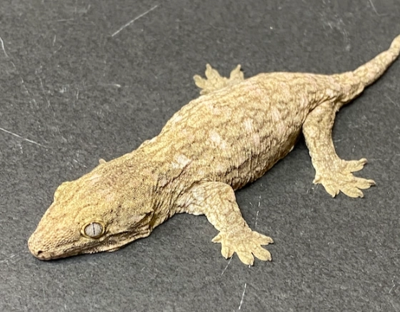 giant gecko habitat setup giant gecko habitat setup