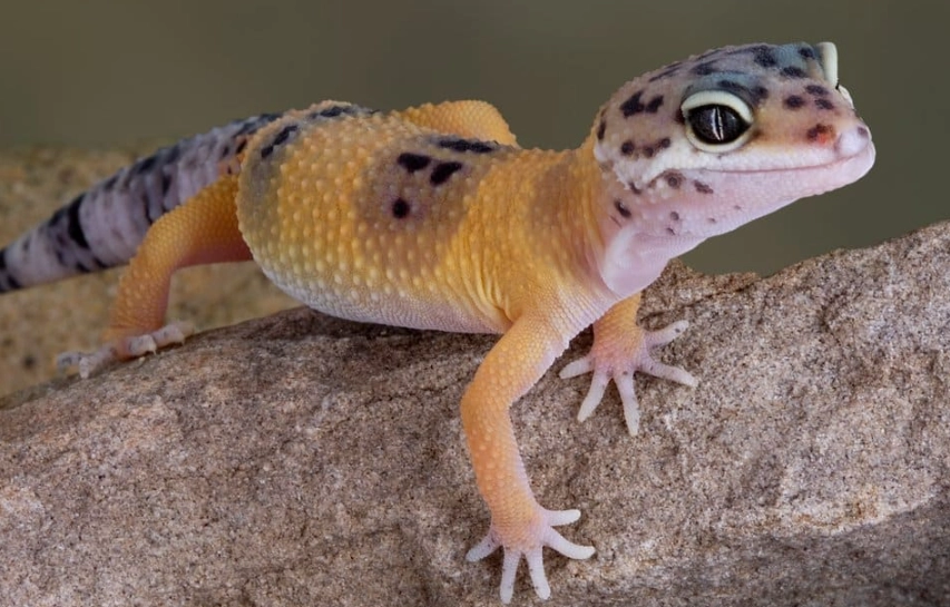 leopard gecko diet