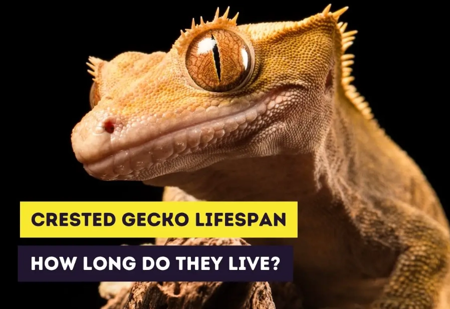 crested gecko care