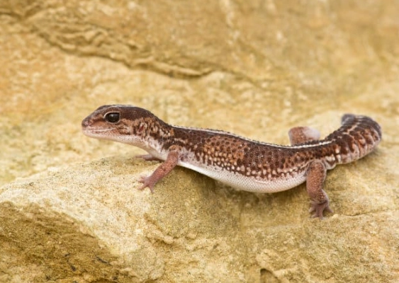 fat tail gecko habitat