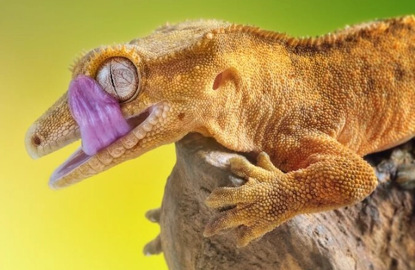 how long do crested geckos live