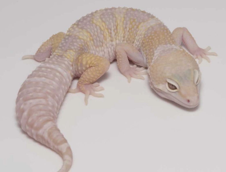albino leopard gecko care
