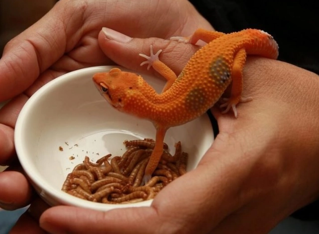 feeding leopard geckos