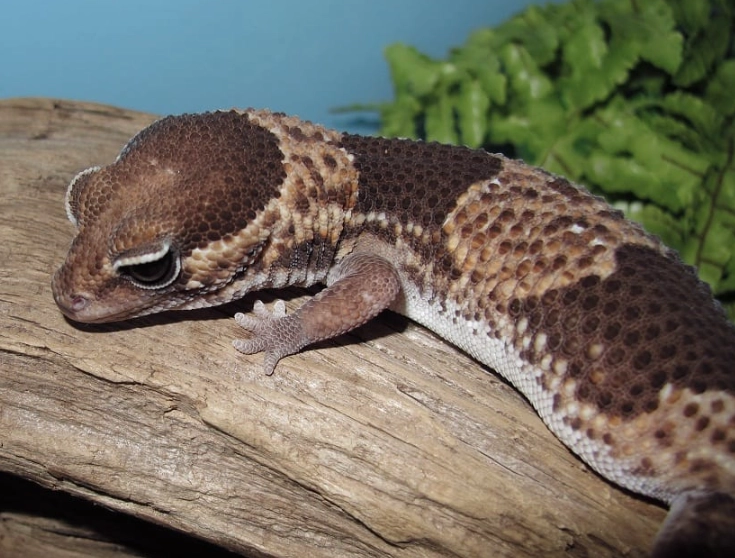 fat tail gecko habitat
