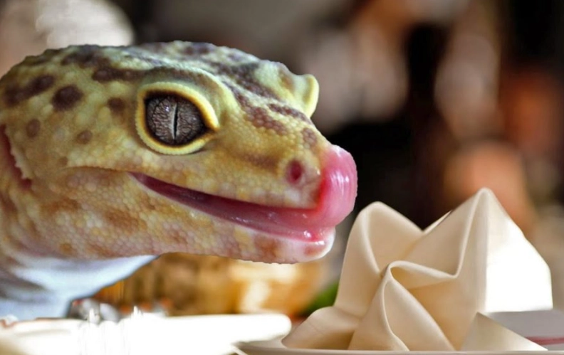 what do leopard geckos eat