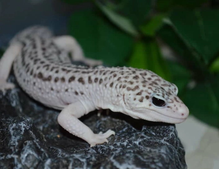 leopard gecko morphs leopard gecko morphs