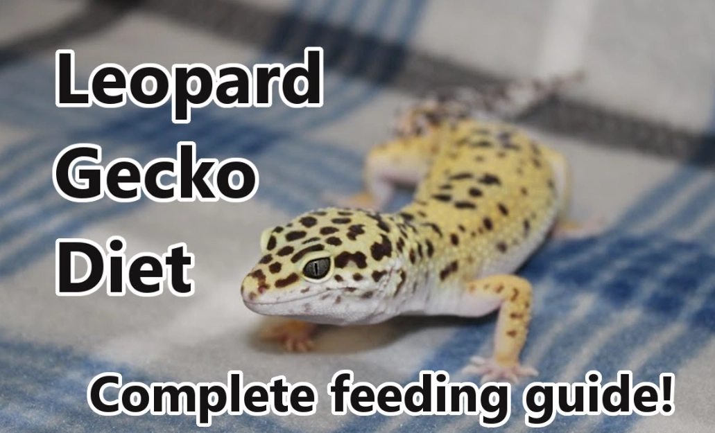 what do leopard geckos eat