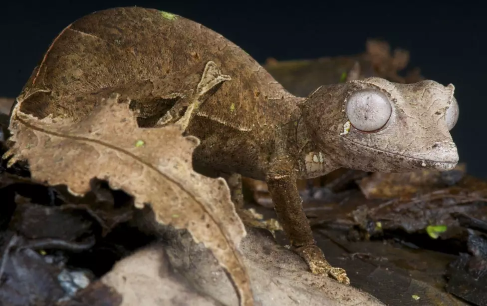 Uroplatus phantasticus