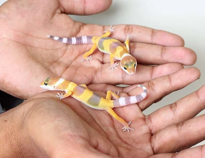 baby leopard gecko care