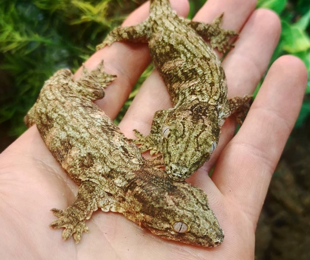 rhacodactylus leachianus care rhacodactylus leachianus care