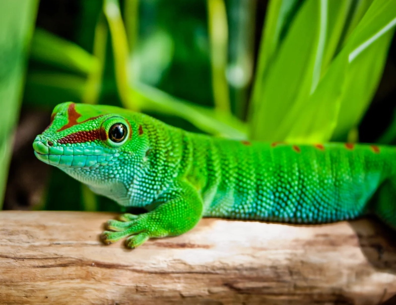 giant day gecko