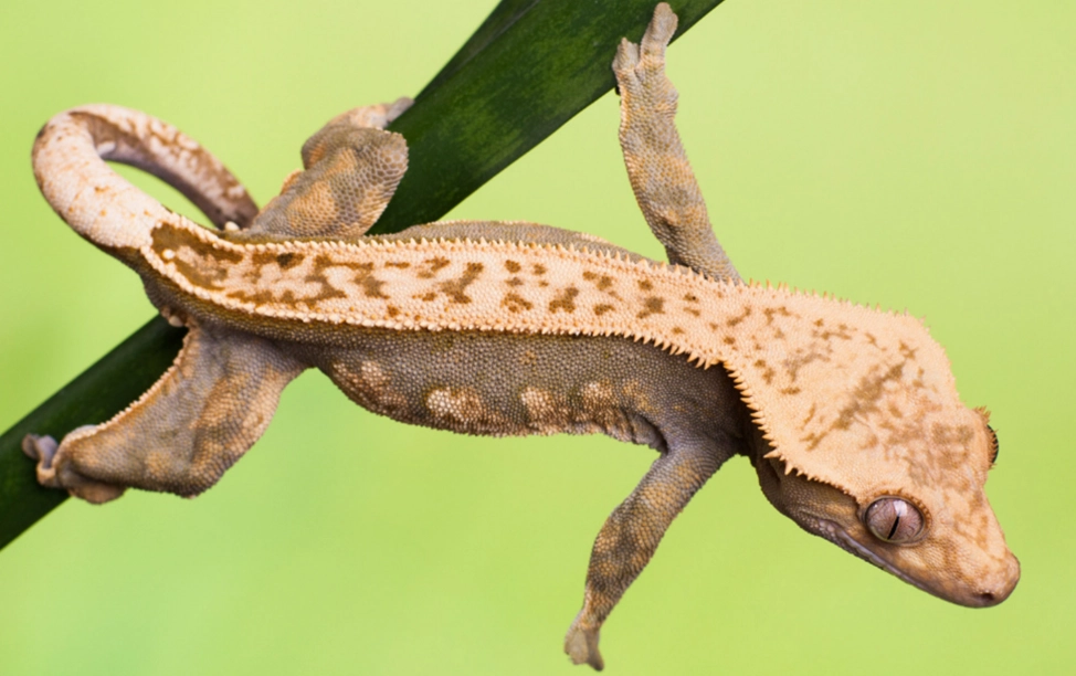 crested gecko setup