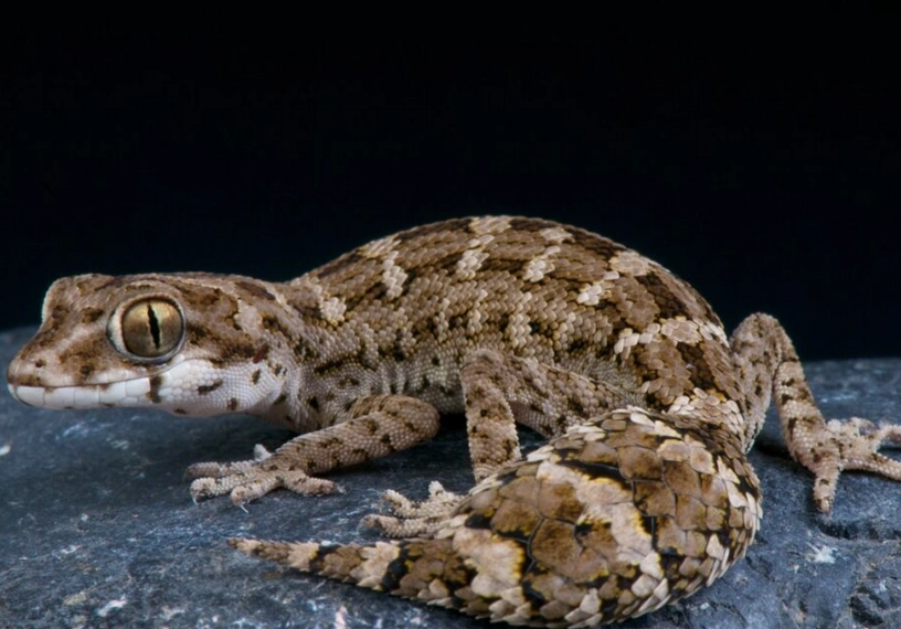 fat tailed gecko care
