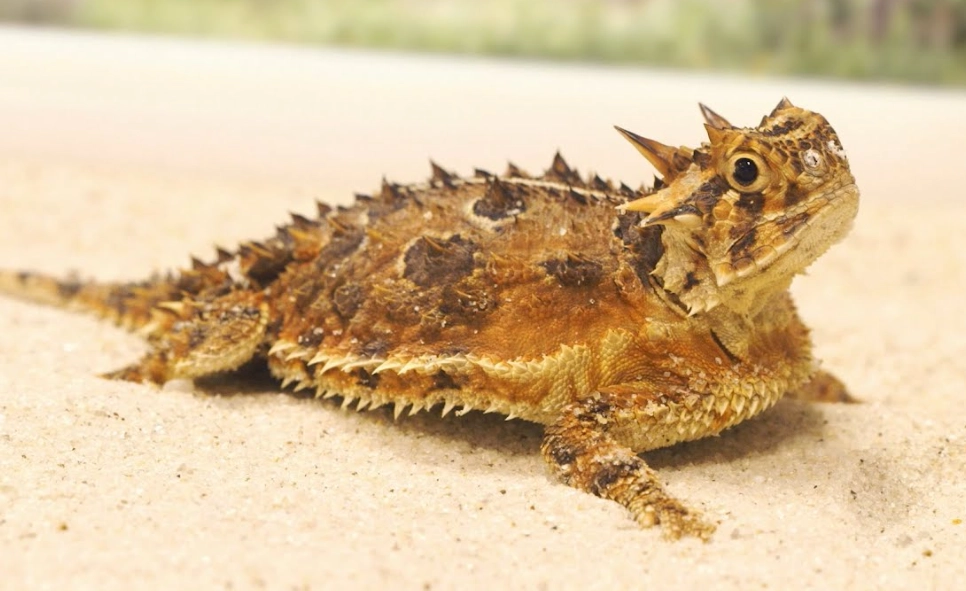 pet lizard for beginners