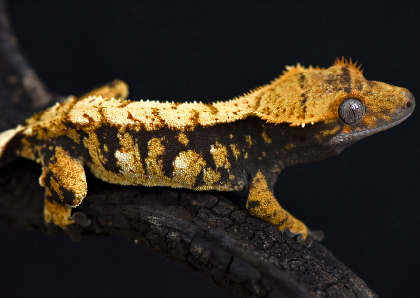 crested gecko care crested gecko care