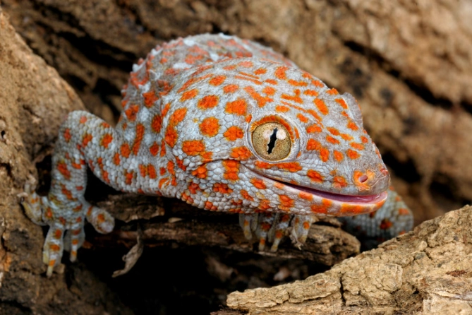 phelsuma laticauda habitat