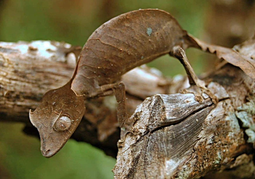 leaf tailed gecko care