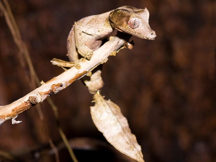 leaf tailed gecko facts