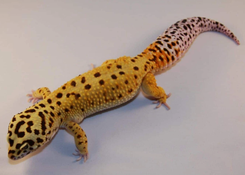giant leopard gecko care giant leopard gecko care