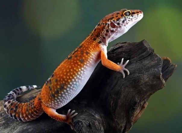 giant leopard gecko care giant leopard gecko care