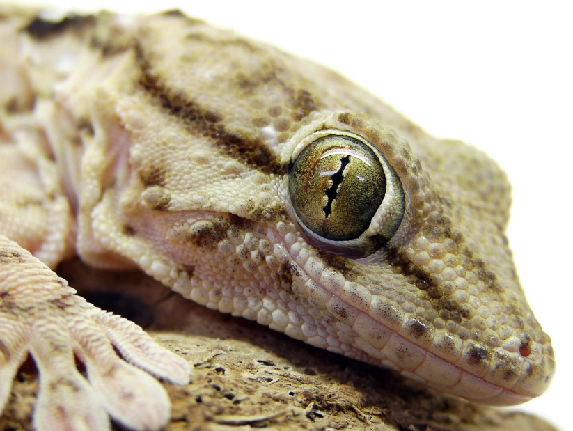 leopard gecko care sheet