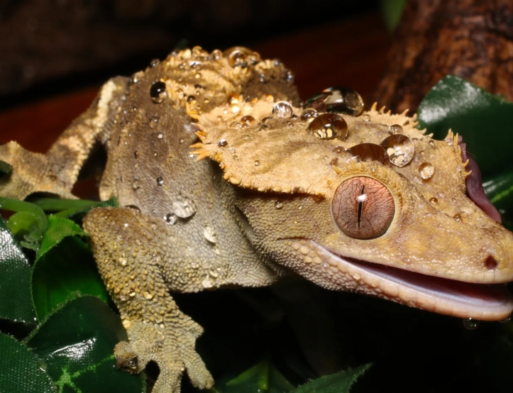 crested gecko humidity too high