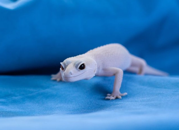 white leopard gecko care white leopard gecko care