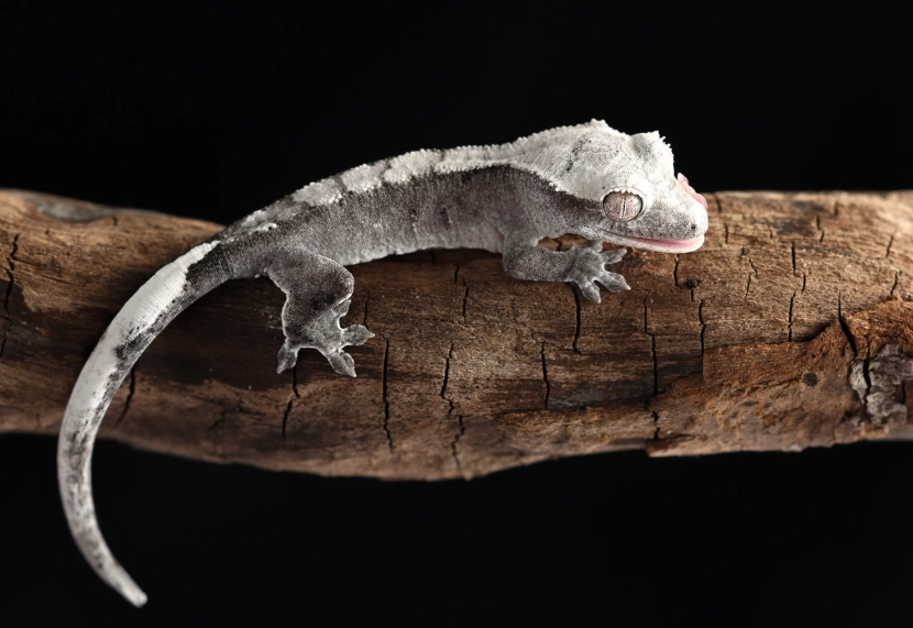 axanthic crested gecko for sale axanthic crested gecko for sale
