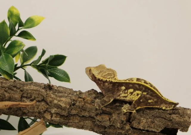 crested gecko humidity at night