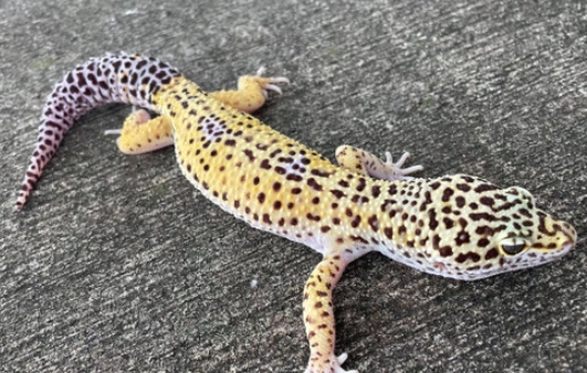 leopard gecko diet