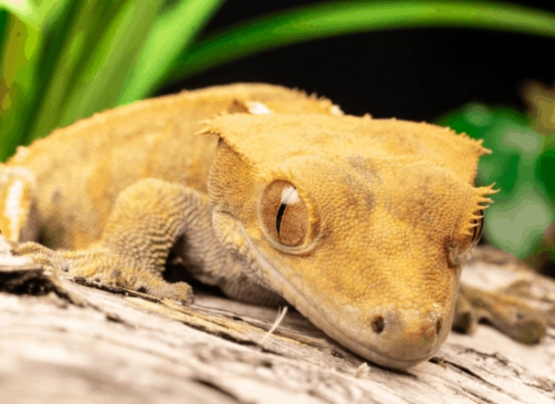 crested gecko humidity too high