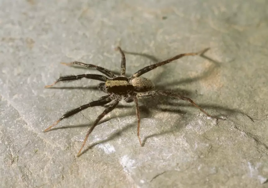 are wolf spiders dangerous