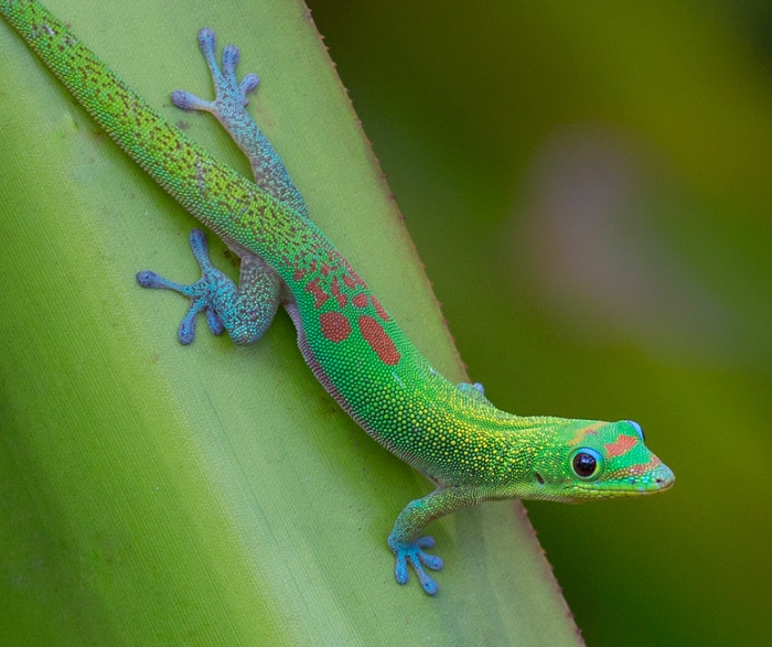 gold dust day gecko care gold dust day gecko care
